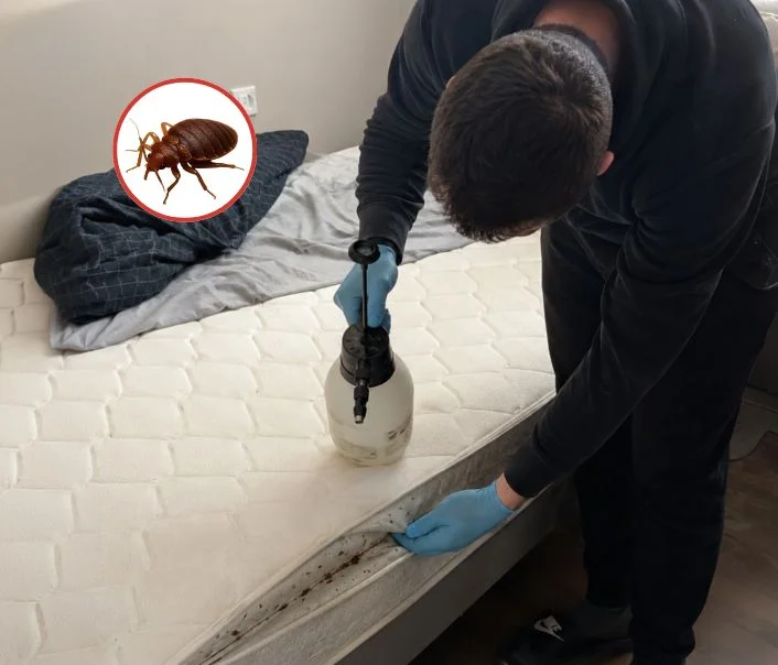 Technicien traitant un matelas contre les punaises de lit à Soisy-sur-École